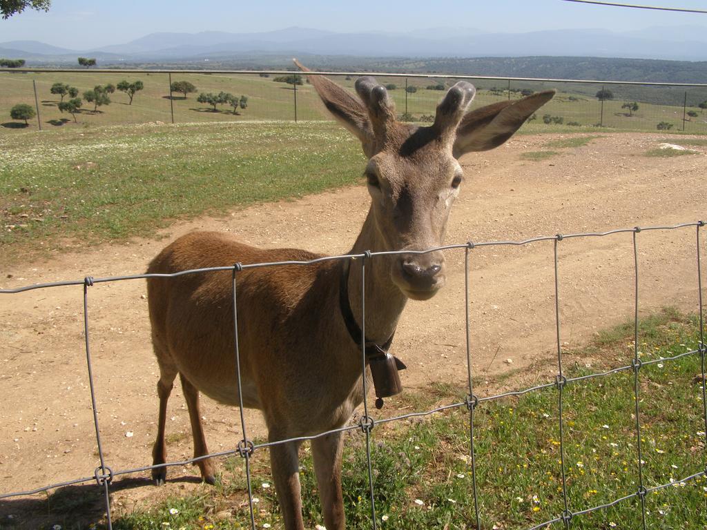 Casa Rural La Sierra De Monfraguee 말파르티다데플라센시아 외부 사진